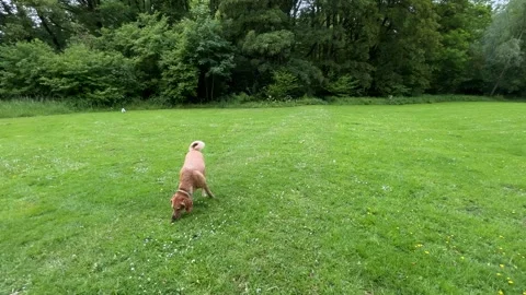 Cute Small White Dog and Short-Haired Golden Retriever in Amsterdam Forest Stock Footage 343020427