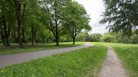 Cute Small White Dog and Short-Haired Golden Retriever in Amsterdam Forest Stock Footage 343020749