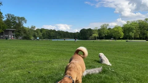 Cute Small White Dog and Short-Haired Golden Retriever in Amsterdam Forest Stock Footage 343020829