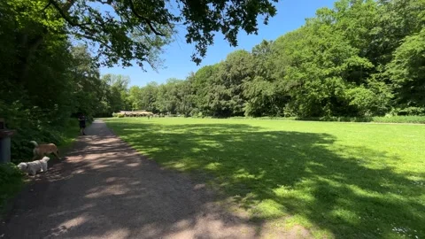 Cute Small White Dog and Short-Haired Golden Retriever in Amsterdam Forest Stock-Footage 343020956