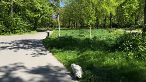 Cute Small White Dog and Short-Haired Golden Retriever in Amsterdam Forest Stock-Footage 343020991