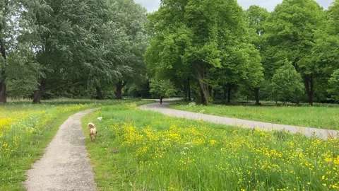 Cute Small White Dog and Short-Haired Golden Retriever in Amsterdam Forest Vidéo 343021118