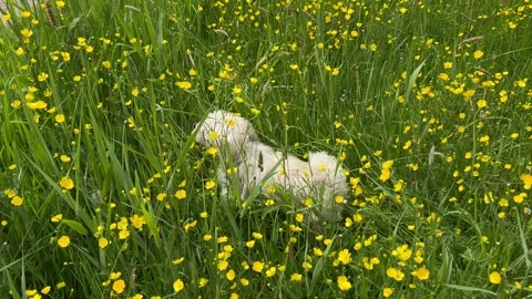 Cute Small White Dog and Short-Haired Golden Retriever in Amsterdam Forest Stock Footage 343021377