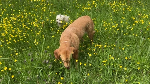 Cute Small White Dog and Short-Haired Golden Retriever in Amsterdam Forest Stock-Footage 343021715