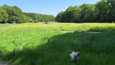 Cute Small White Dog and Short-Haired Golden Retriever in Amsterdam Forest 스톡 동영상 343021769