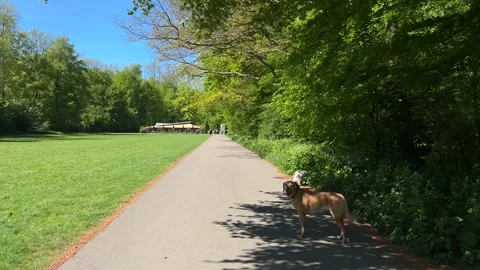 Cute Small White Dog and Short-Haired Golden Retriever in Amsterdam Forest Video stock 343021870