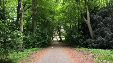 Cute Small White Dog and Short-Haired Golden Retriever in Amsterdam Forest 스톡 동영상 343022311