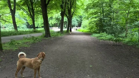 Cute Small White Dog and Short-Haired Golden Retriever in Amsterdam Forest Stock-Footage 343022613