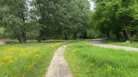 Cute Small White Dog and Short-Haired Golden Retriever in Amsterdam Forest Stock-Footage 343022673