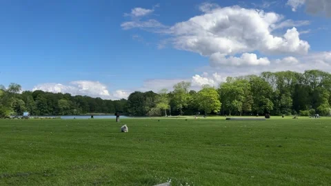 Cute Small White Dog and Short-Haired Golden Retriever in Amsterdam Forest Stock-Footage 343022757