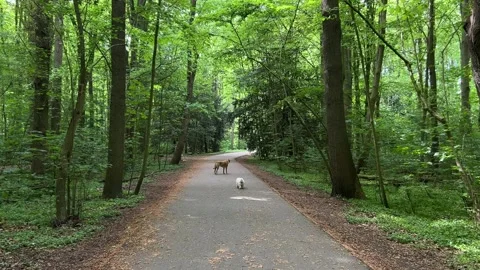 Cute Small White Dog and Short-Haired Golden Retriever in Amsterdam Forest Stock Footage 343023441