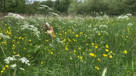 Cute Small White Dog and Short-Haired Golden Retriever in Amsterdam Forest 스톡 동영상 343023516