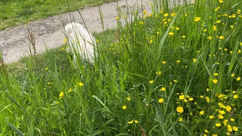 Cute Small White Dog and Short-Haired Golden Retriever in Amsterdam Forest Stock-Footage 343023638