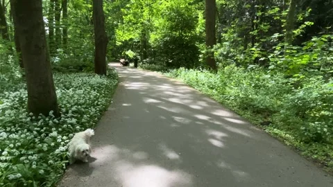 Cute Small White Dog and Short-Haired Golden Retriever in Amsterdam Forest Stock-Footage 343023685