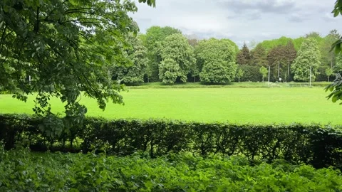 Cute Small White Dog and Short-Haired Golden Retriever in Amsterdam Forest Stock-Footage 343023750