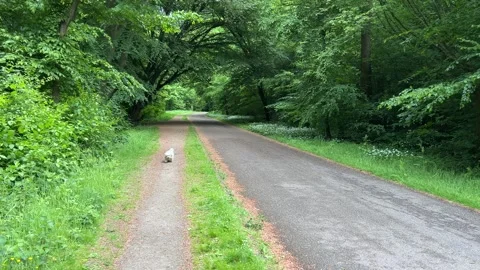 Cute Small White Dog and Short-Haired Golden Retriever in Amsterdam Forest 스톡 동영상 343023792
