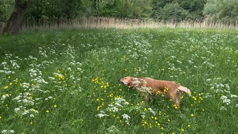 Cute Small White Dog and Short-Haired Golden Retriever in Amsterdam Forest Video stock 343023900