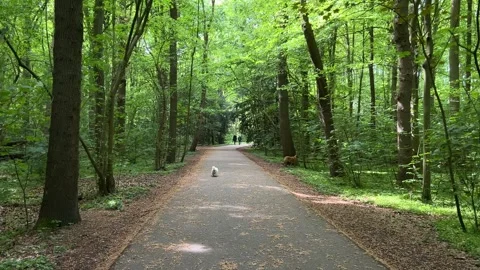 Cute Small White Dog and Short-Haired Golden Retriever in Amsterdam Forest Stock-Footage 343023938