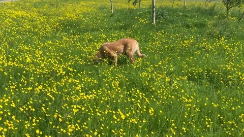 Cute Small White Dog and Short-Haired Golden Retriever in Amsterdam Forest Stock-Footage 343024109