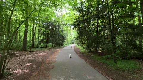 Cute Small White Dog and Short-Haired Golden Retriever in Amsterdam Forest 스톡 동영상 343024139