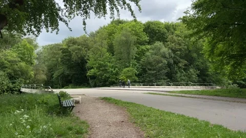 Cute Small White Dog and Short-Haired Golden Retriever in Amsterdam Forest Video stock 343024166