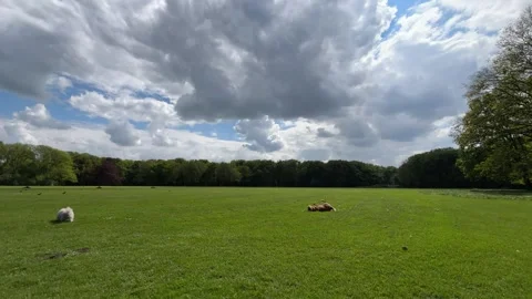 Cute Small White Dog and Short-Haired Golden Retriever in Amsterdam Forest Stock-Footage 343024301