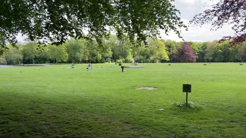 Cute Small White Dog and Short-Haired Golden Retriever in Amsterdam Forest Stock-Footage 343024334