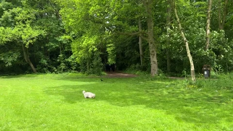 Cute Small White Dog and Short-Haired Golden Retriever in Amsterdam Forest Stock-Footage 343024370