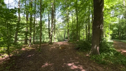 Cute Small White Dog and Short-Haired Golden Retriever in Amsterdam Forest Stock-Footage 343024478