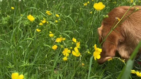 Cute Small White Dog and Short-Haired Golden Retriever in Amsterdam Forest Stock-Footage 343024694