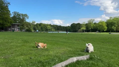 Cute Small White Dog and Short-Haired Golden Retriever in Amsterdam Forest Stock-Footage 343024866