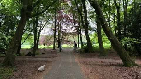 Cute Small White Dog and Short-Haired Golden Retriever in Amsterdam Forest Stock Footage 343025076