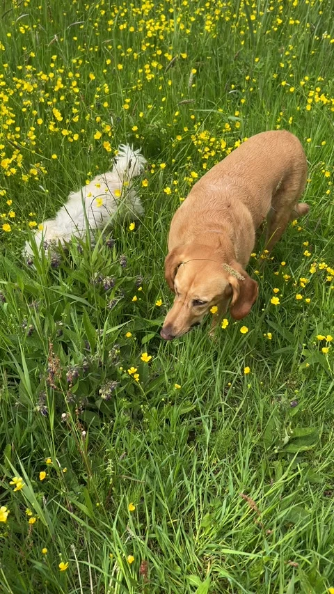 Cute Small White Dog and Short-Haired Golden Retriever in Amsterdam Forest 스톡 동영상 343025186