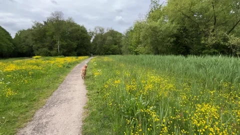 Cute Small White Dog and Short-Haired Golden Retriever in Amsterdam Forest Stock-Footage 343025228