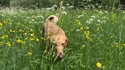 Cute Small White Dog and Short-Haired Golden Retriever in Amsterdam Forest Stock Footage 343025284