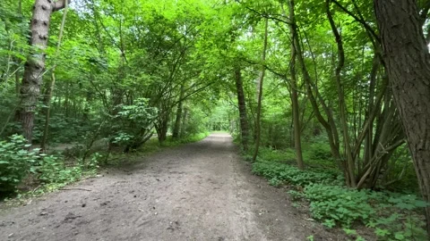 Cute Small White Dog and Short-Haired Golden Retriever in Amsterdam Forest Stock Footage 343025351