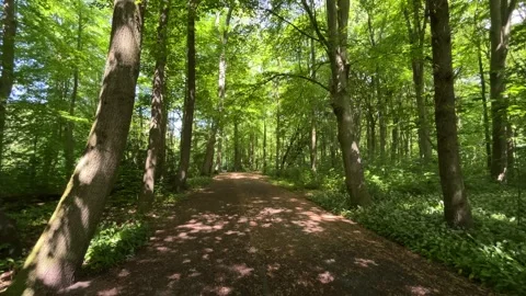 Cute Small White Dog and Short-Haired Golden Retriever in Amsterdam Forest Stock-Footage 343025404