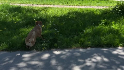 Cute Small White Dog and Short-Haired Golden Retriever in Amsterdam Forest Stock-Footage 343025757