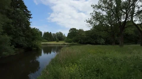 Cute Small White Dog and Short-Haired Golden Retriever in Amsterdam Forest Stock-Footage 343025829
