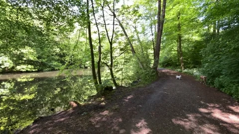 Cute Small White Dog and Short-Haired Golden Retriever in Amsterdam Forest Stock-Footage 343026047