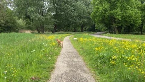 Cute Small White Dog and Short-Haired Golden Retriever in Amsterdam Forest Stock-Footage 343026151