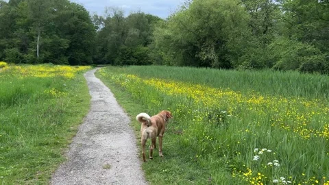 Cute Small White Dog and Short-Haired Golden Retriever in Amsterdam Forest 스톡 동영상 343026209