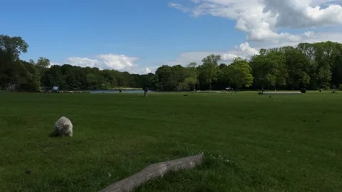 Cute Small White Dog and Short-Haired Golden Retriever in Amsterdam Forest Vidéo 343027882