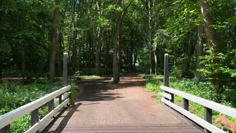 Cute Small White Dog and Short-Haired Golden Retriever in Amsterdam Forest Stock-Footage 343027985