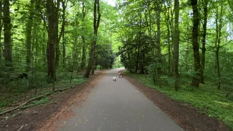 Cute Small White Dog and Short-Haired Golden Retriever in Amsterdam Forest Stock-Footage 343028043