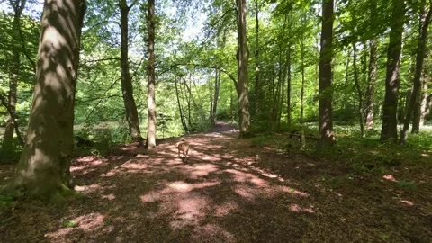 Cute Small White Dog and Short-Haired Golden Retriever in Amsterdam Forest Stock Footage 343028175