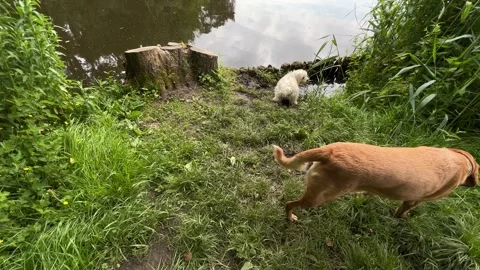 Cute Small White Dog and Short-Haired Golden Retriever in Amsterdam Forest Vidéo 343028345