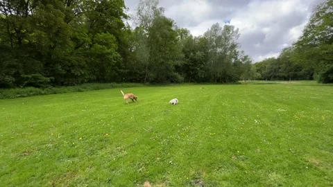 Cute Small White Dog and Short-Haired Golden Retriever in Amsterdam Forest Stock-Footage 343028405