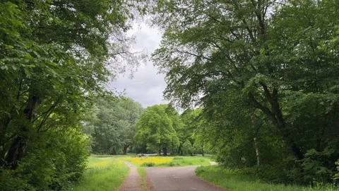Cute Small White Dog and Short-Haired Golden Retriever in Amsterdam Forest Stock-Footage 343028610