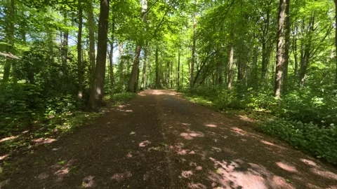 Cute Small White Dog and Short-Haired Golden Retriever in Amsterdam Forest 스톡 동영상 343028666